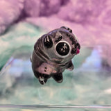Black star pug 2