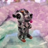 Weenie dog multi dapple guy